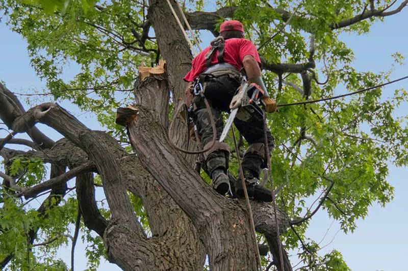 Arboricultura